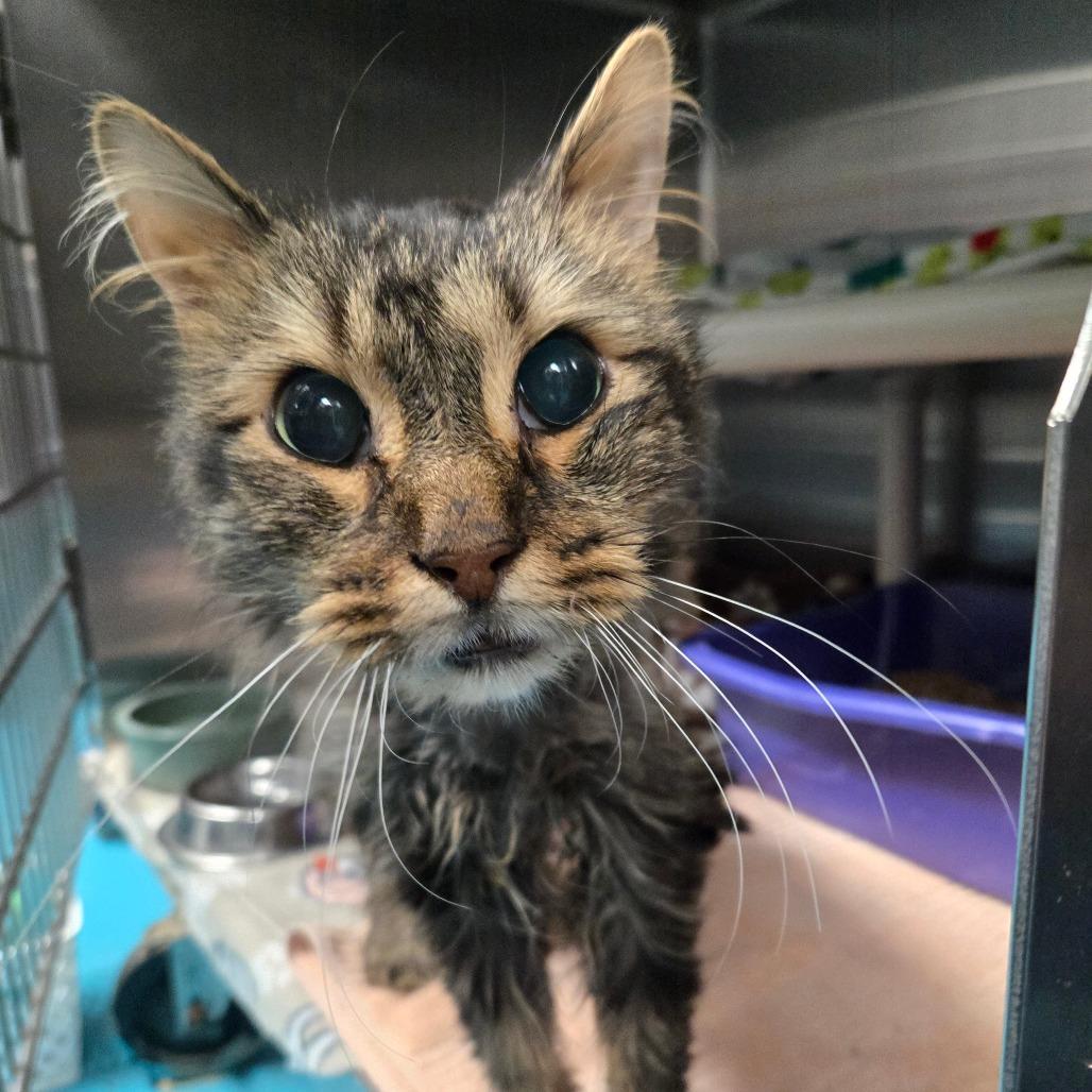 Enlarge Woodstock, a Adoptable Domestic Long Hair in Rocky Mount, VA image 2/2