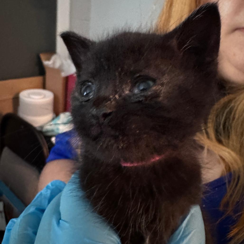 Sage (purple), a Adoptable Domestic Short Hair in Talent, OR image 1/6