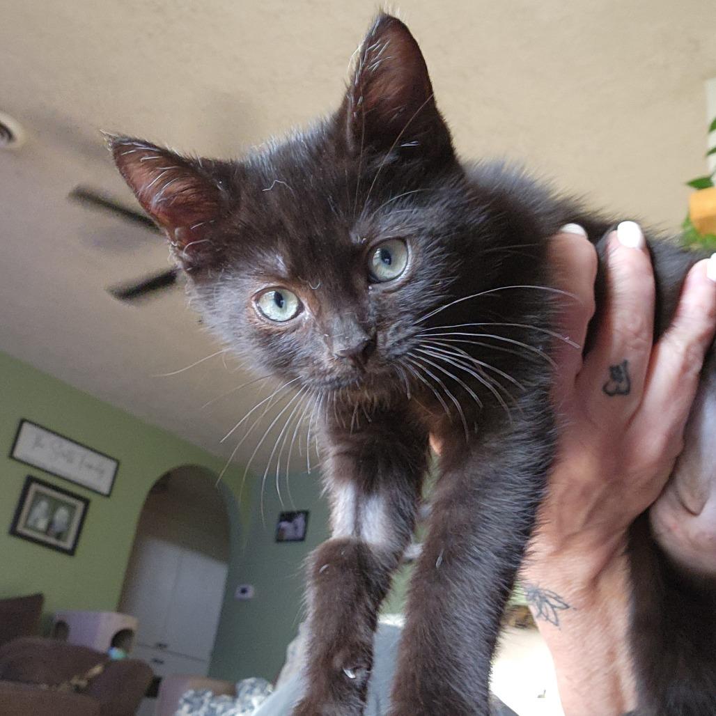 Sage (purple), a Adoptable Domestic Short Hair in Talent, OR image 2/6