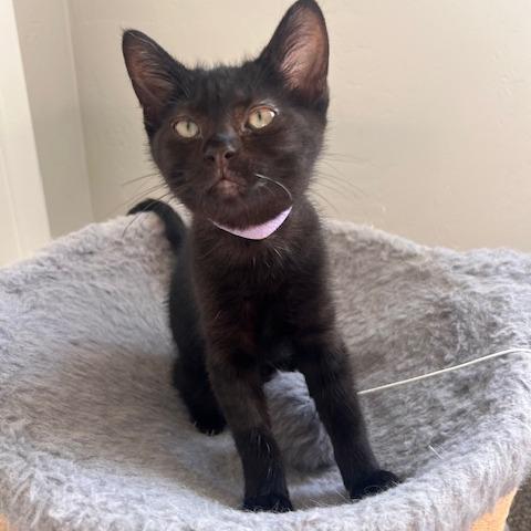 Sage (purple), a Adoptable Domestic Short Hair in Talent, OR image 3/6
