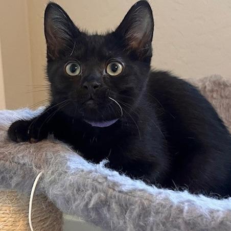 Sage (purple), a Adoptable Domestic Short Hair in Talent, OR image 4/6