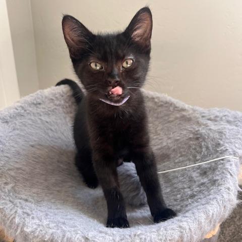 Sage (purple), a Adoptable Domestic Short Hair in Talent, OR image 5/6