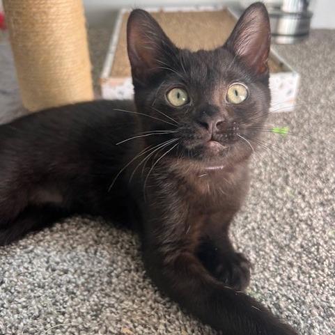 Sage (purple), a Adoptable Domestic Short Hair in Talent, OR image 6/6