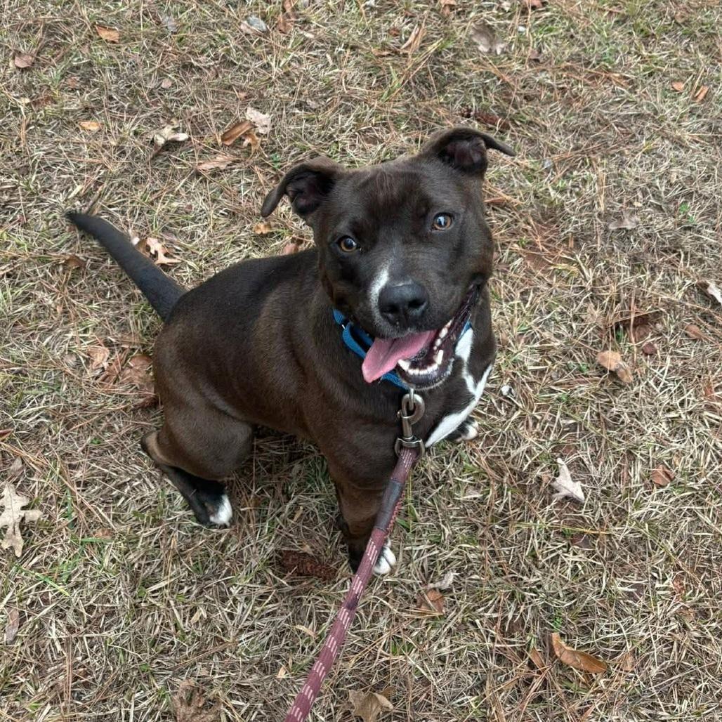 Marge, Adoptable, Adult Female Mixed Breed.