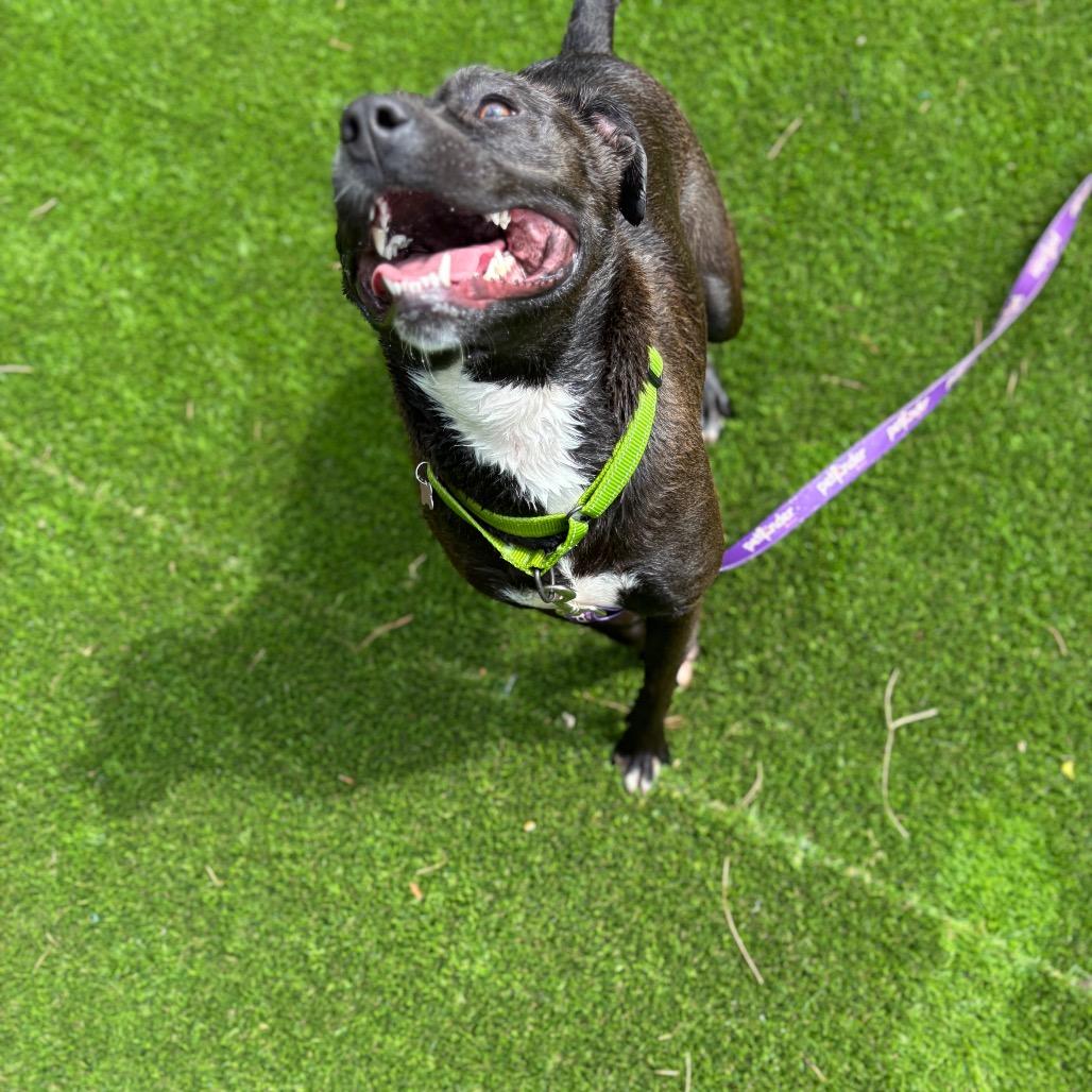 Marge, Adoptable, Adult Female Pit Bull Terrier.