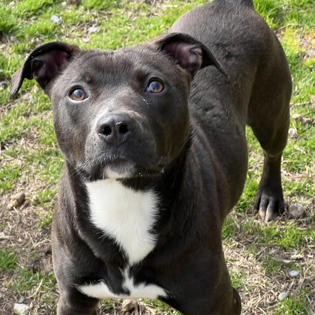 Enlarge Marge, a Adoptable mixed breed in Hamilton, GA image 2/6