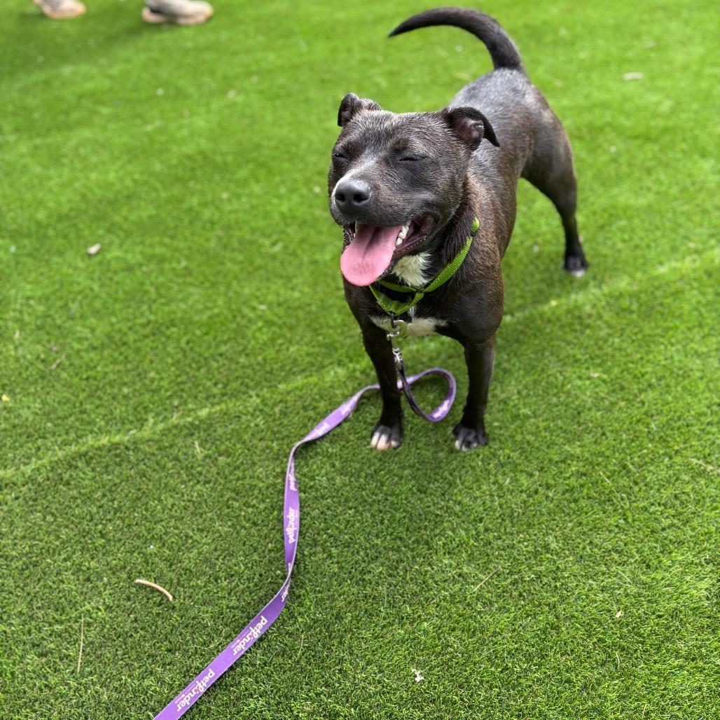 Marge, Adoptable, Adult Female Mixed Breed.