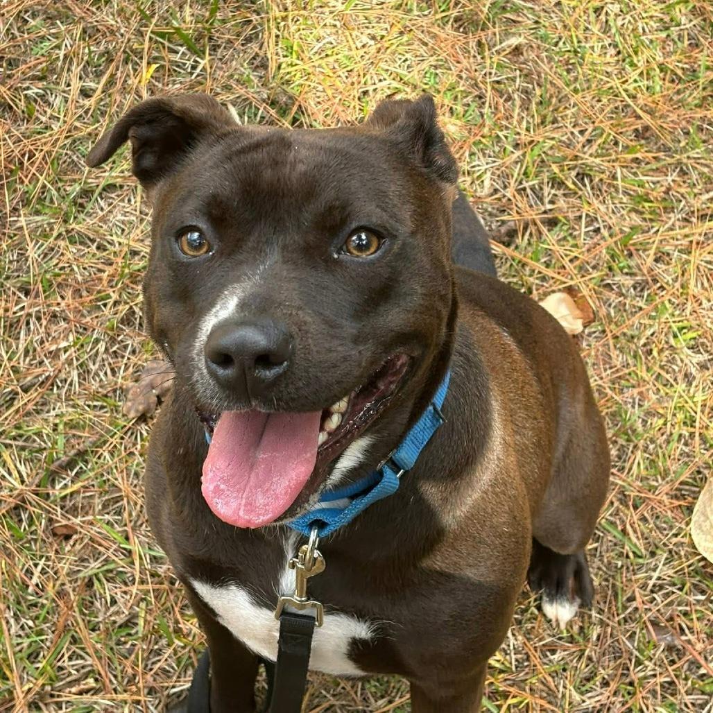 Enlarge Marge, a Adoptable mixed breed in Hamilton, GA image 2/6