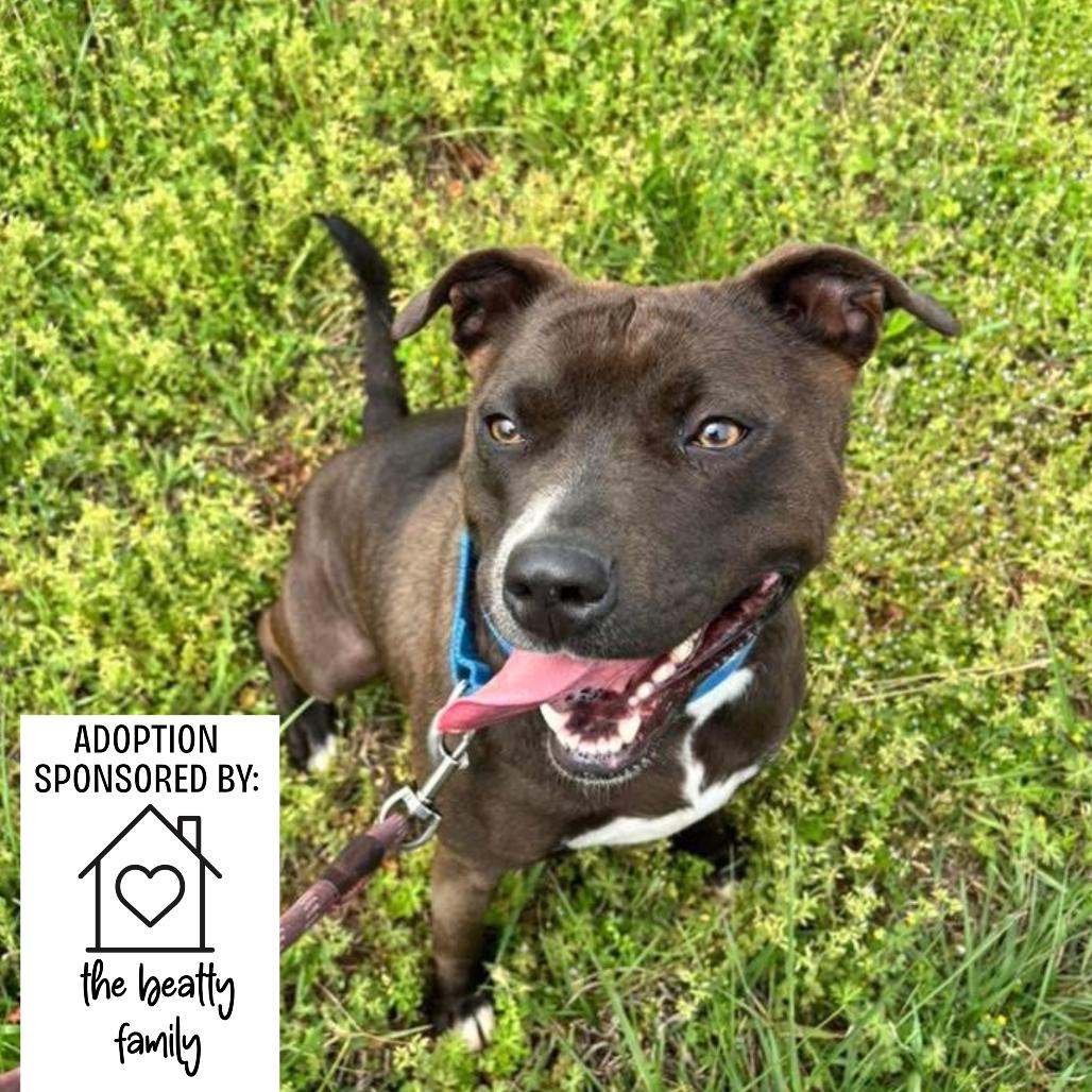 Enlarge Marge, a Adoptable mixed breed in Hamilton, GA image 3/6