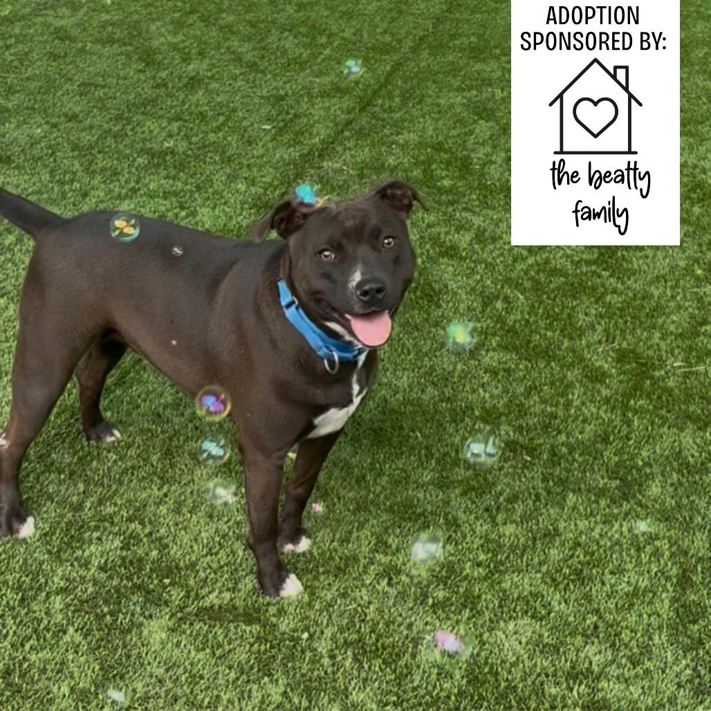 Enlarge Marge, a Adoptable mixed breed in Hamilton, GA image 3/6