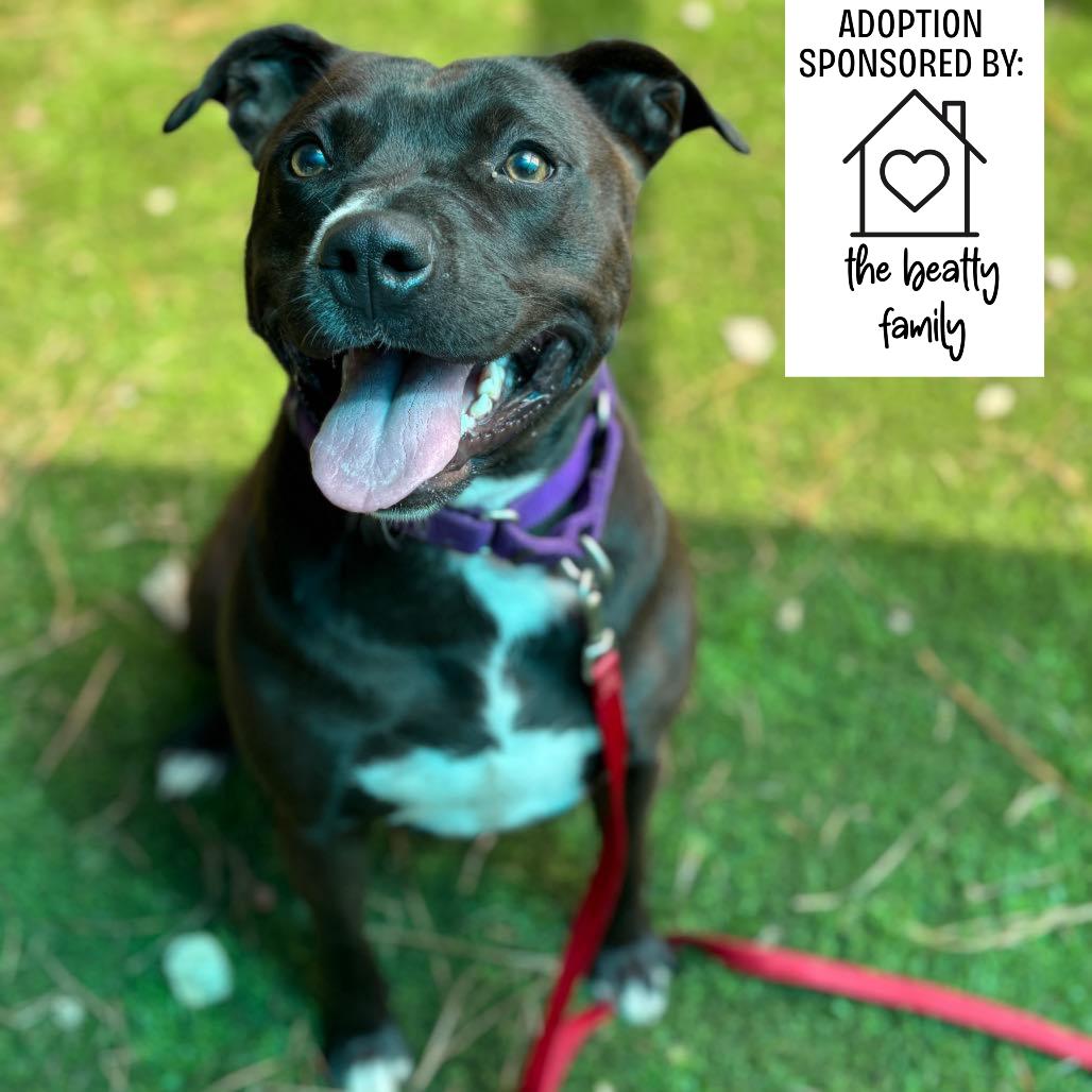 Enlarge Marge, a Adoptable mixed breed in Hamilton, GA image 3/6