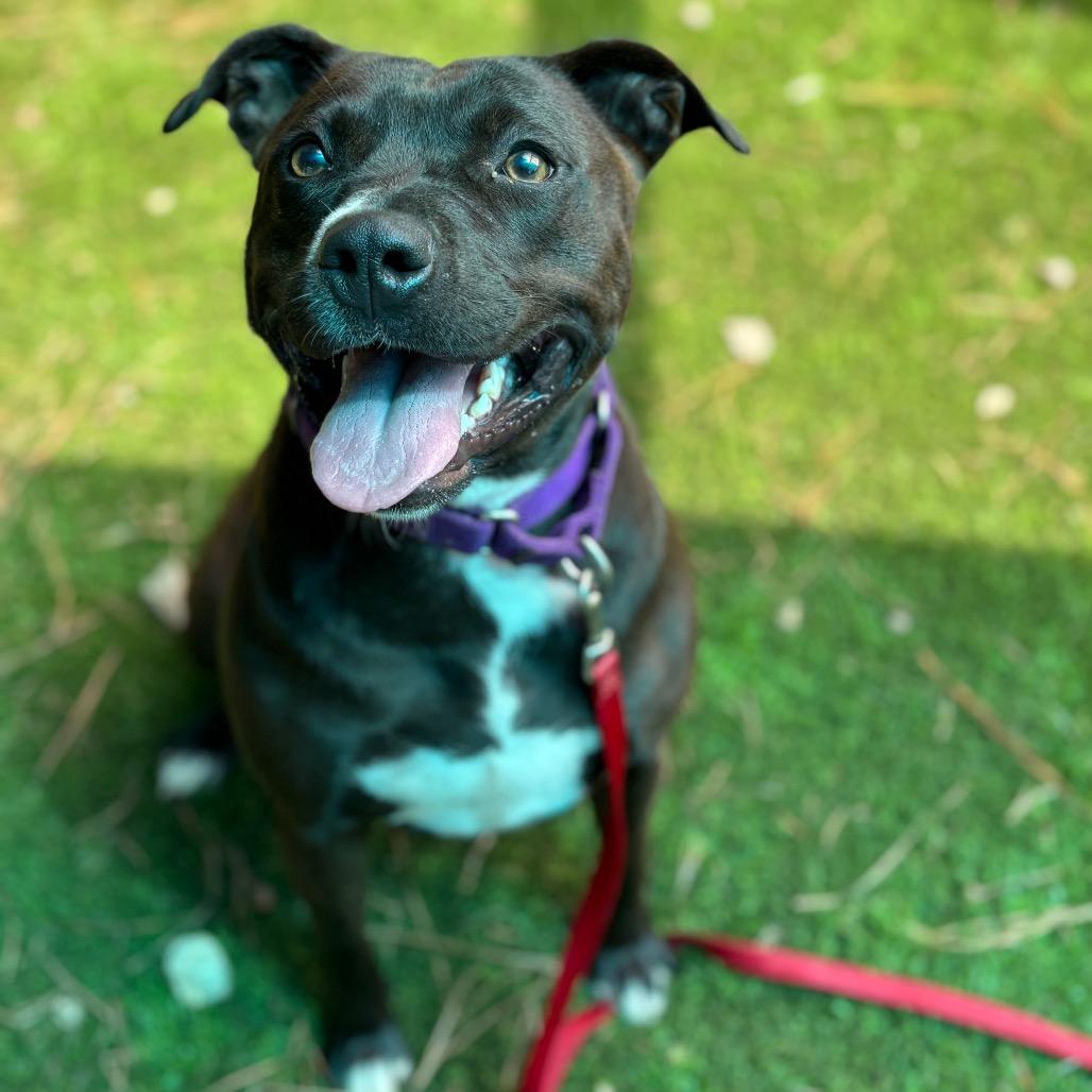 Enlarge Marge, a Adoptable mixed breed in Hamilton, GA image 4/6