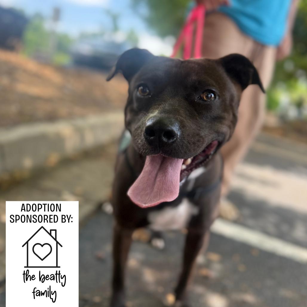 Marge 2172, a Adoptable mixed breed in Hamilton, GA image 5/6