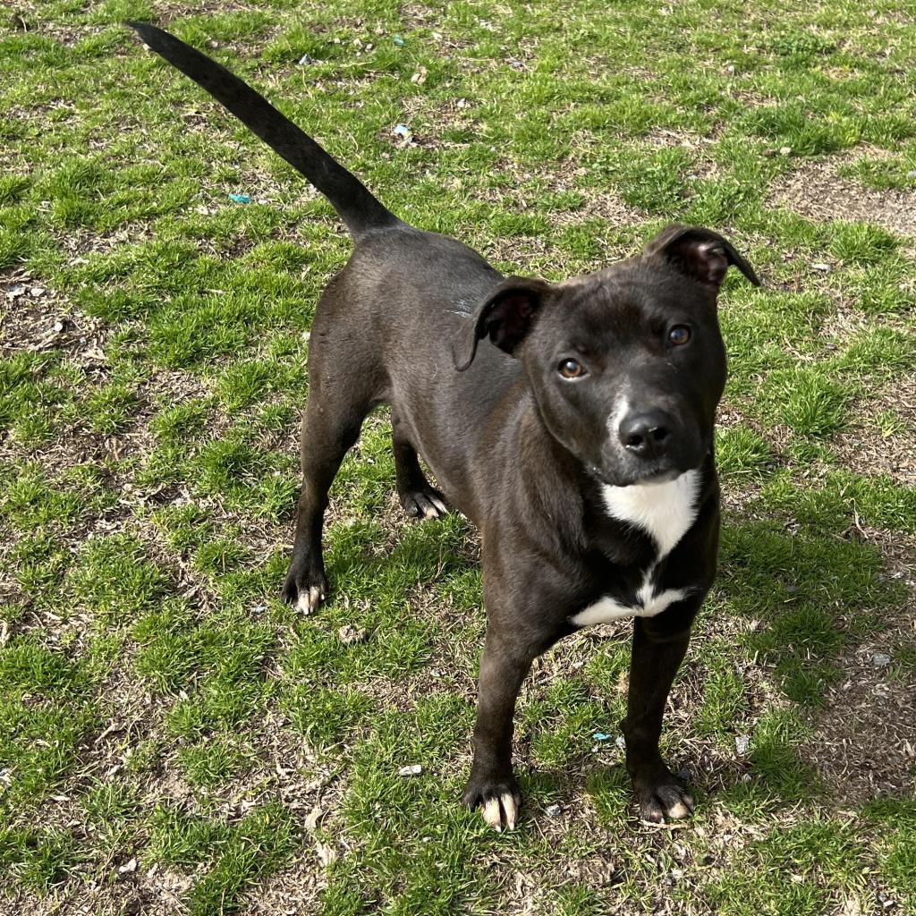 Enlarge Marge, a Adoptable mixed breed in Hamilton, GA image 5/6