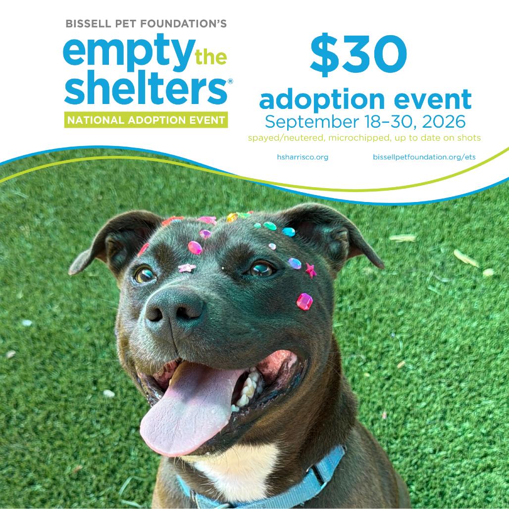 Enlarge Marge 2172, a Adoptable mixed breed in Hamilton, GA image 6/6