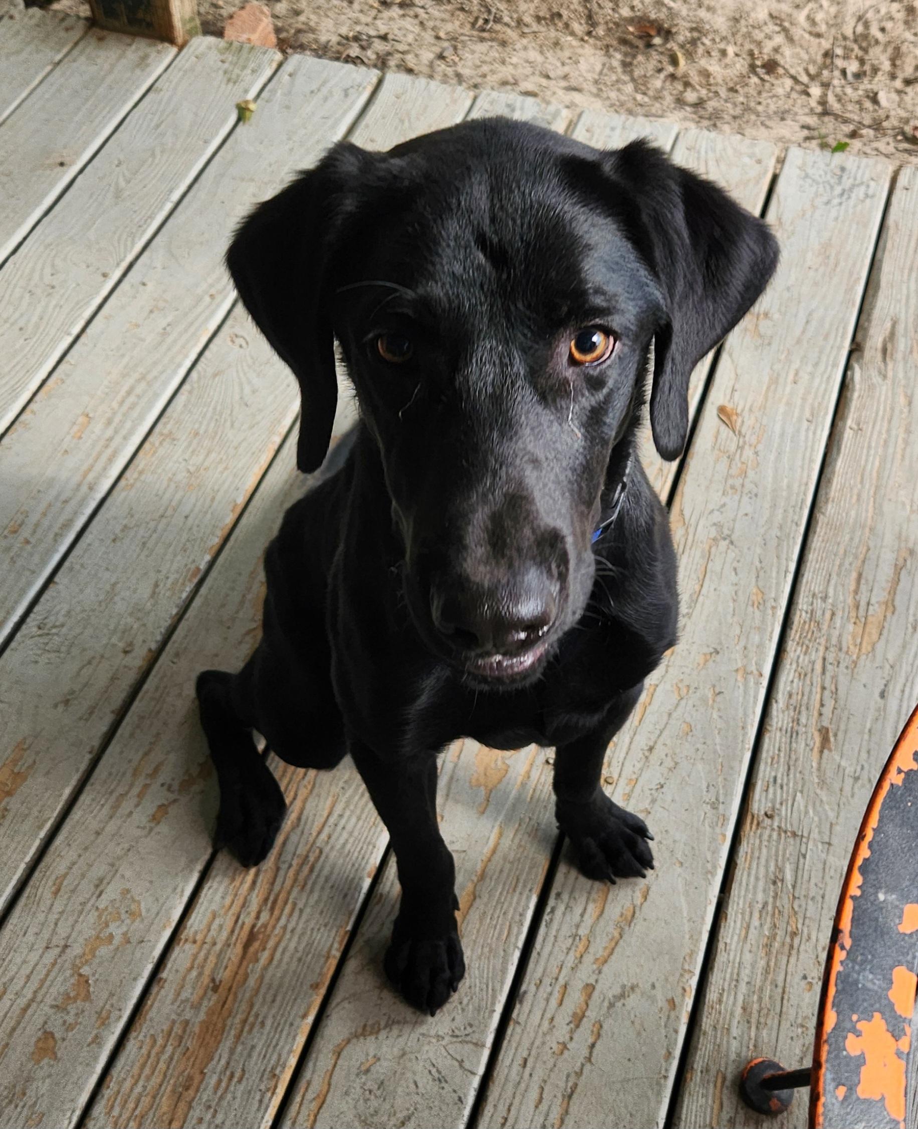 Buddy