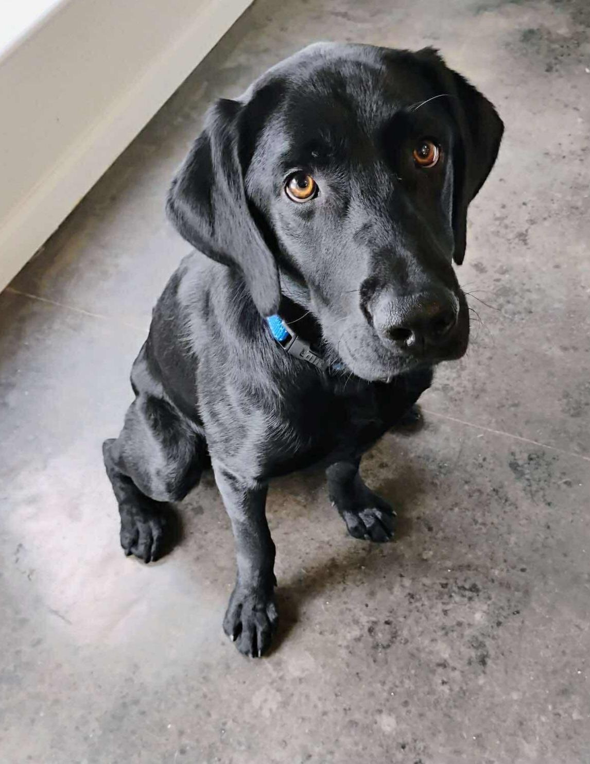 Buddy