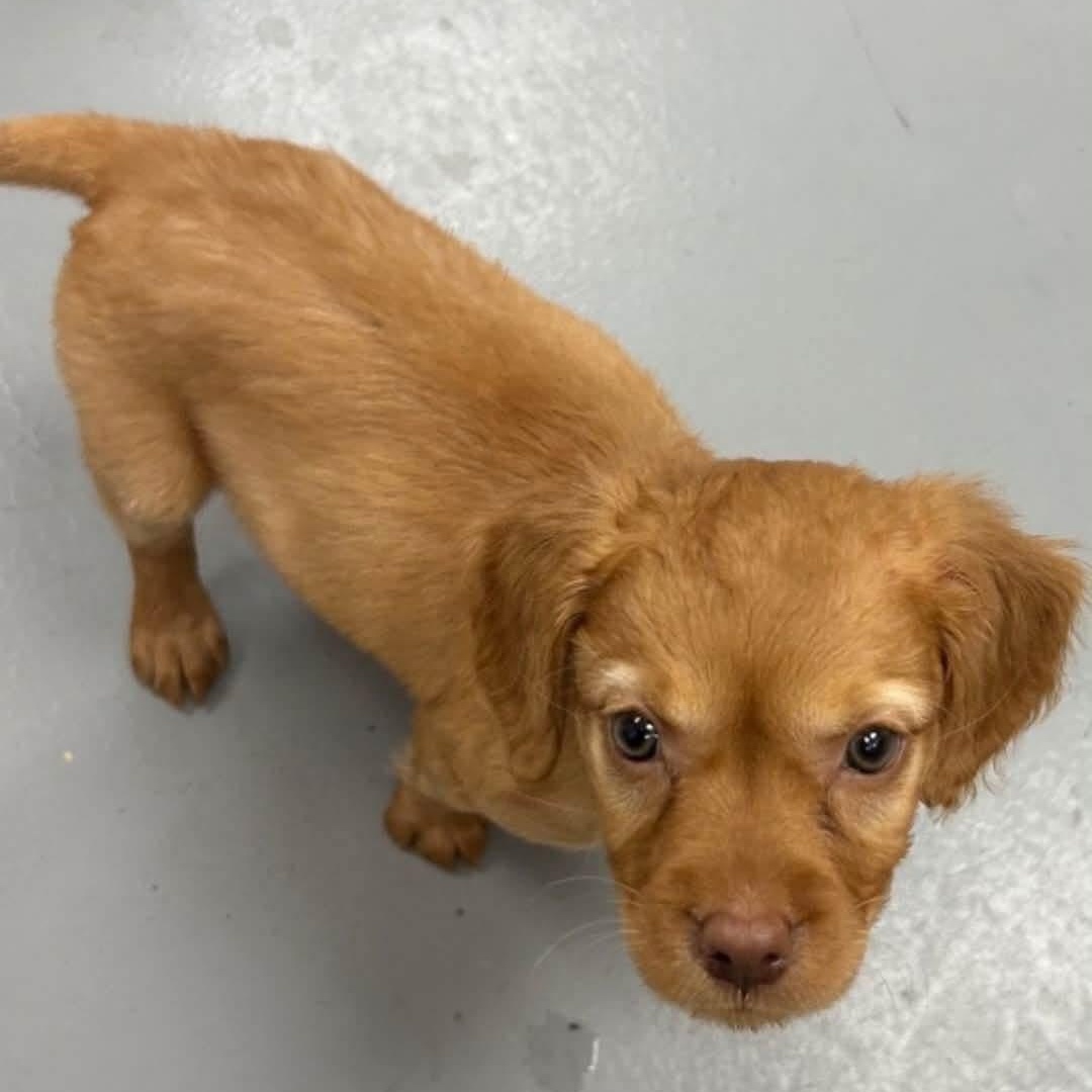 Enlarge Lady, a ADOPTABLE Mixed Breed in Yaphank, NY image 2/2