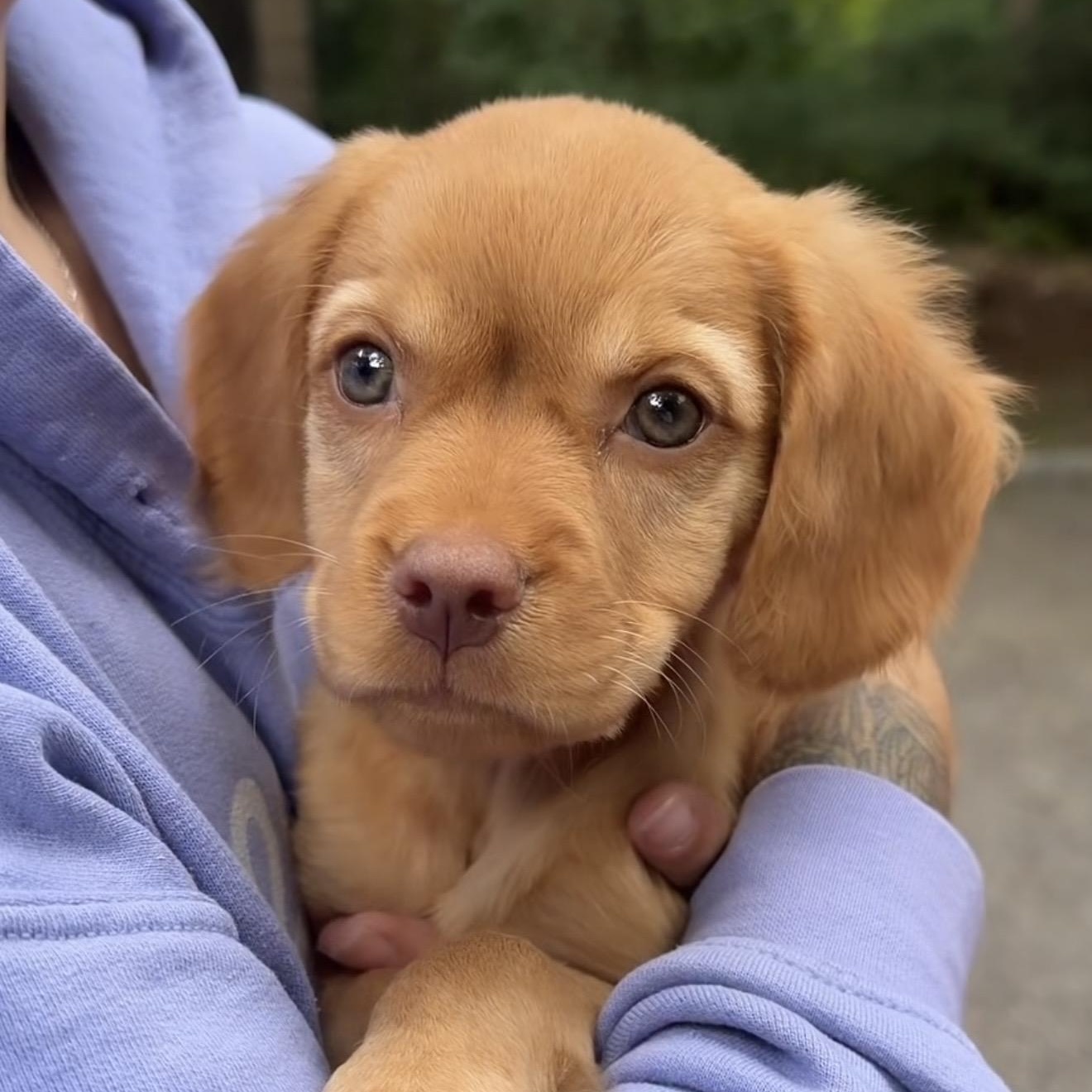 Lady, ADOPTABLE, Puppy Female Mixed Breed.