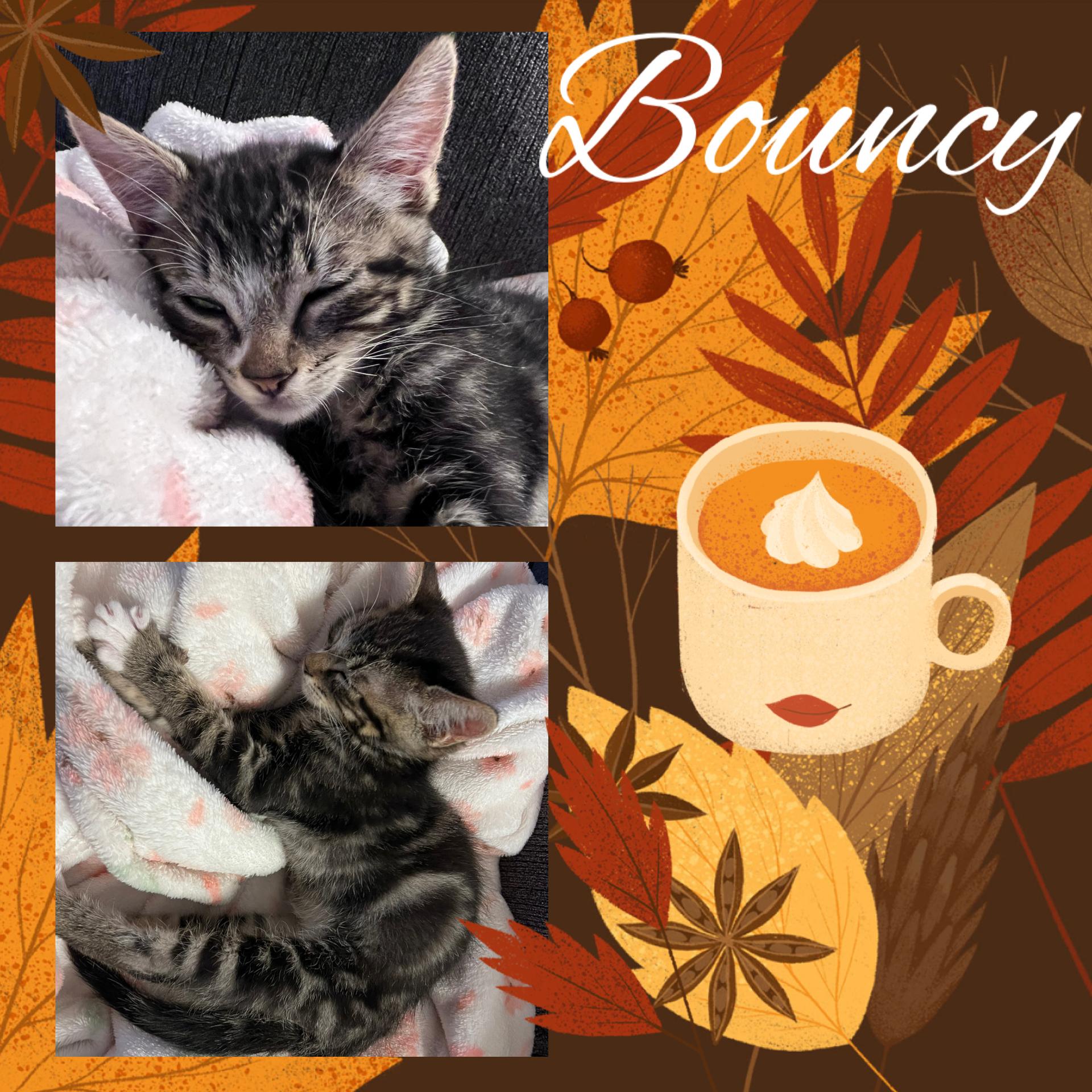 Bouncy, Adopted, Kitten Female Tabby.