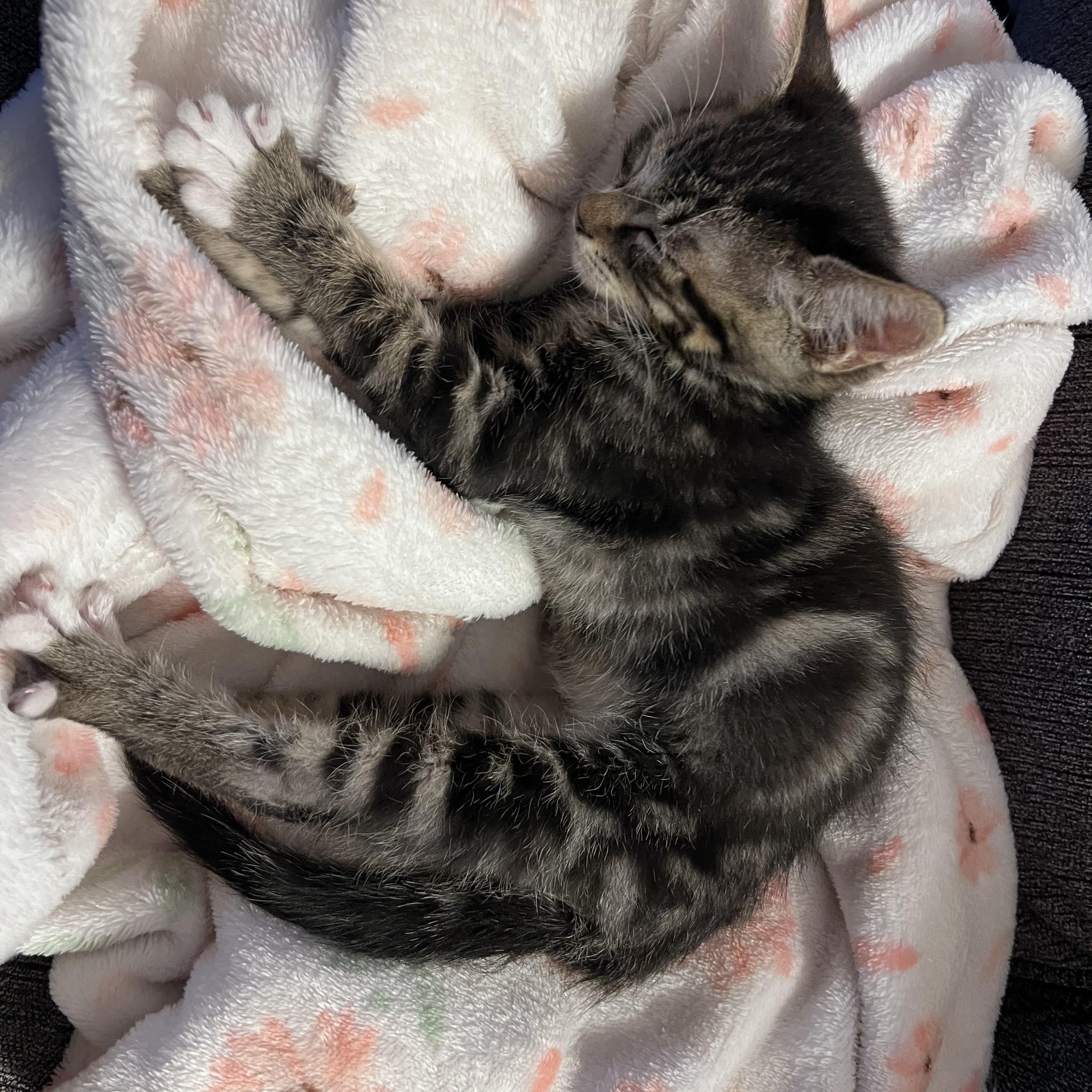 Enlarge Bouncy, a Adopted Tabby in Pasco, WA image 5/5