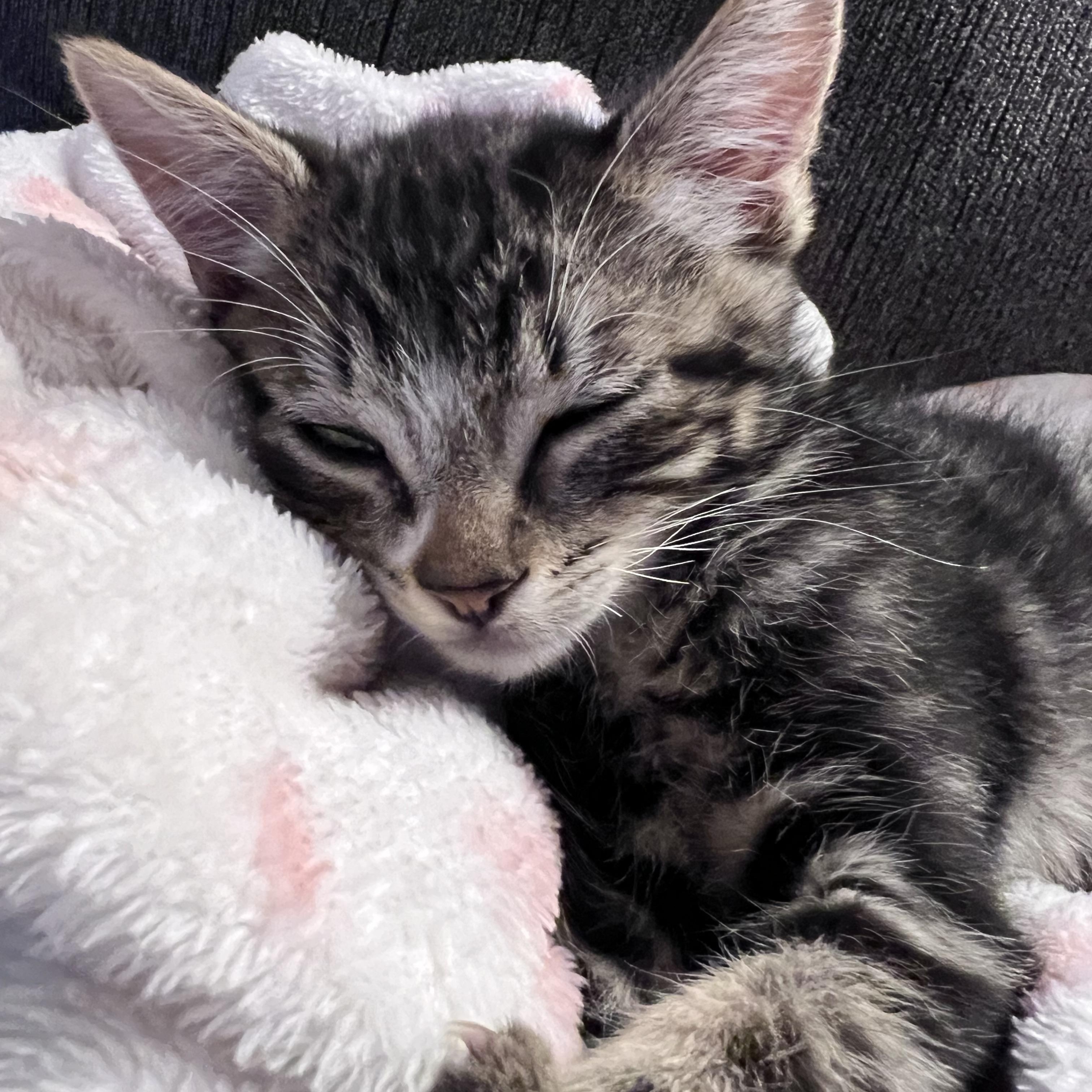 Enlarge Bouncy, a Adopted Tabby in Pasco, WA image 4/5