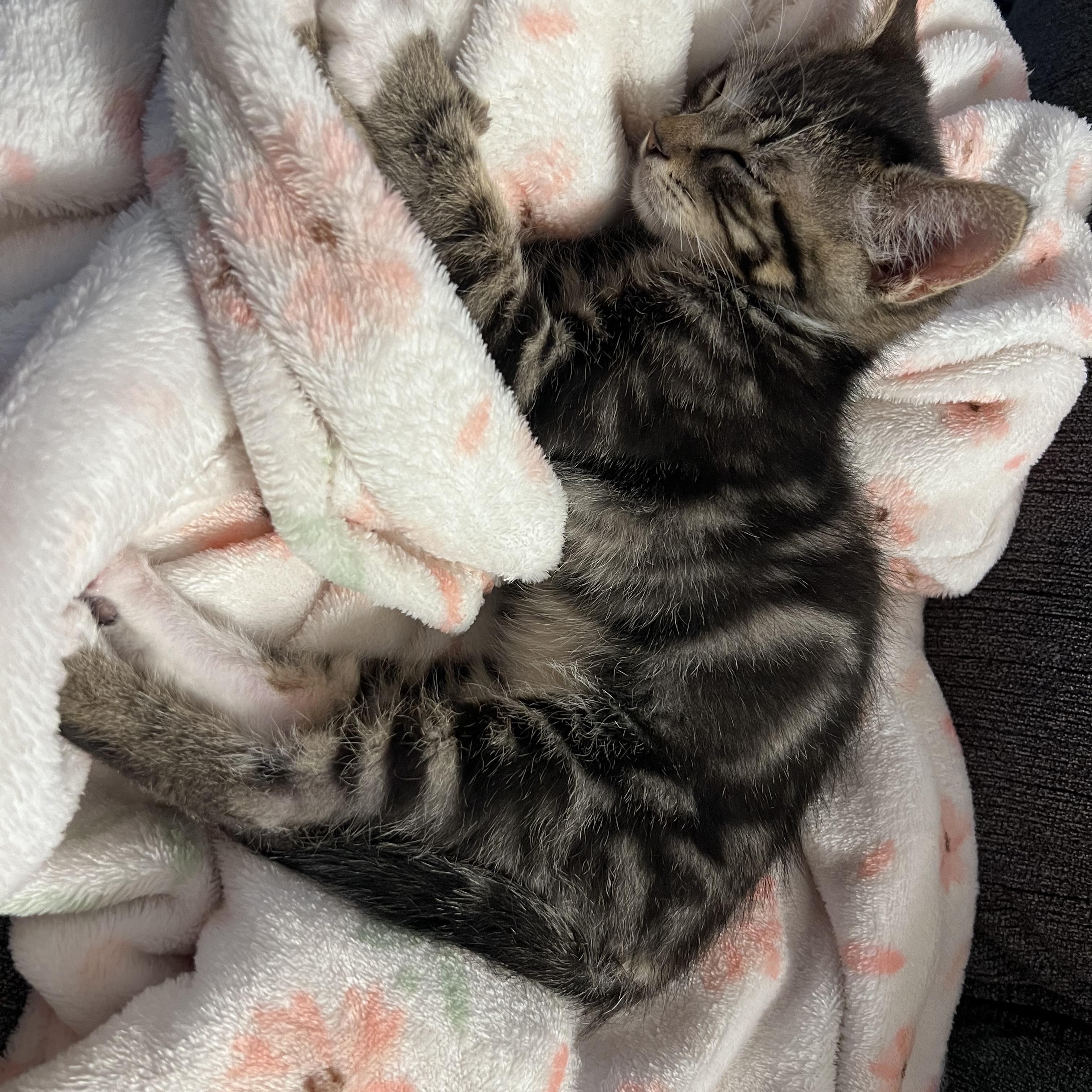 Enlarge Bouncy, a Adopted Tabby in Pasco, WA image 2/5