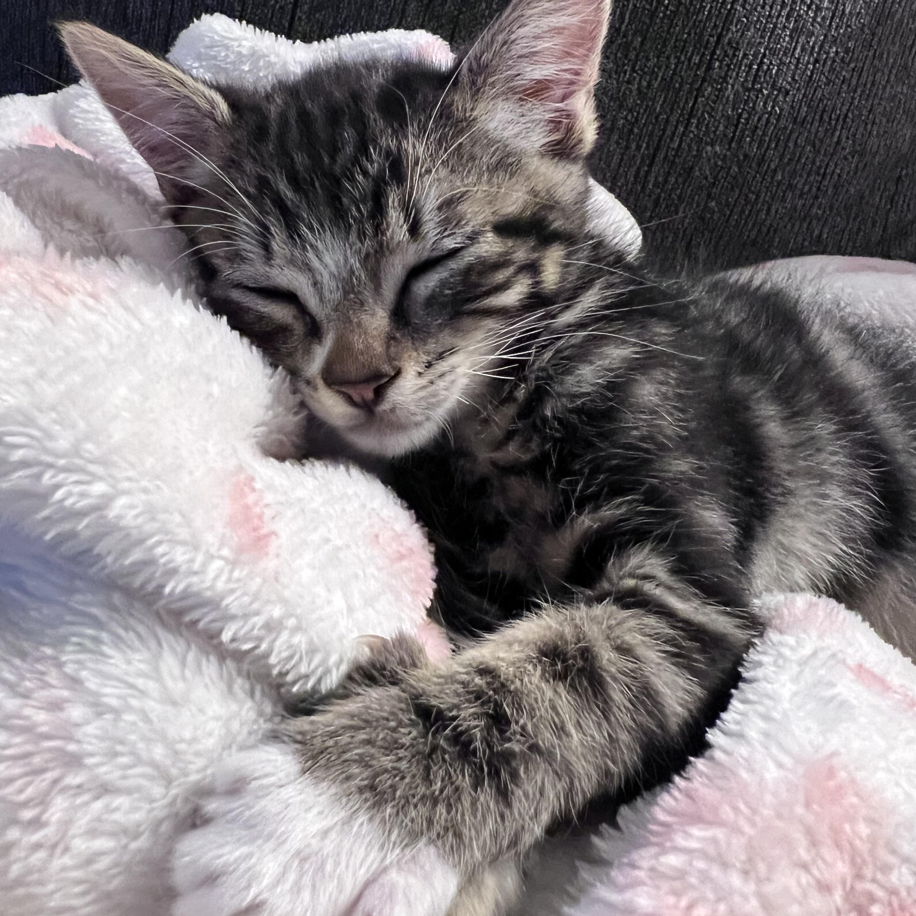 Enlarge Bouncy, a Adopted Tabby in Pasco, WA image 3/5
