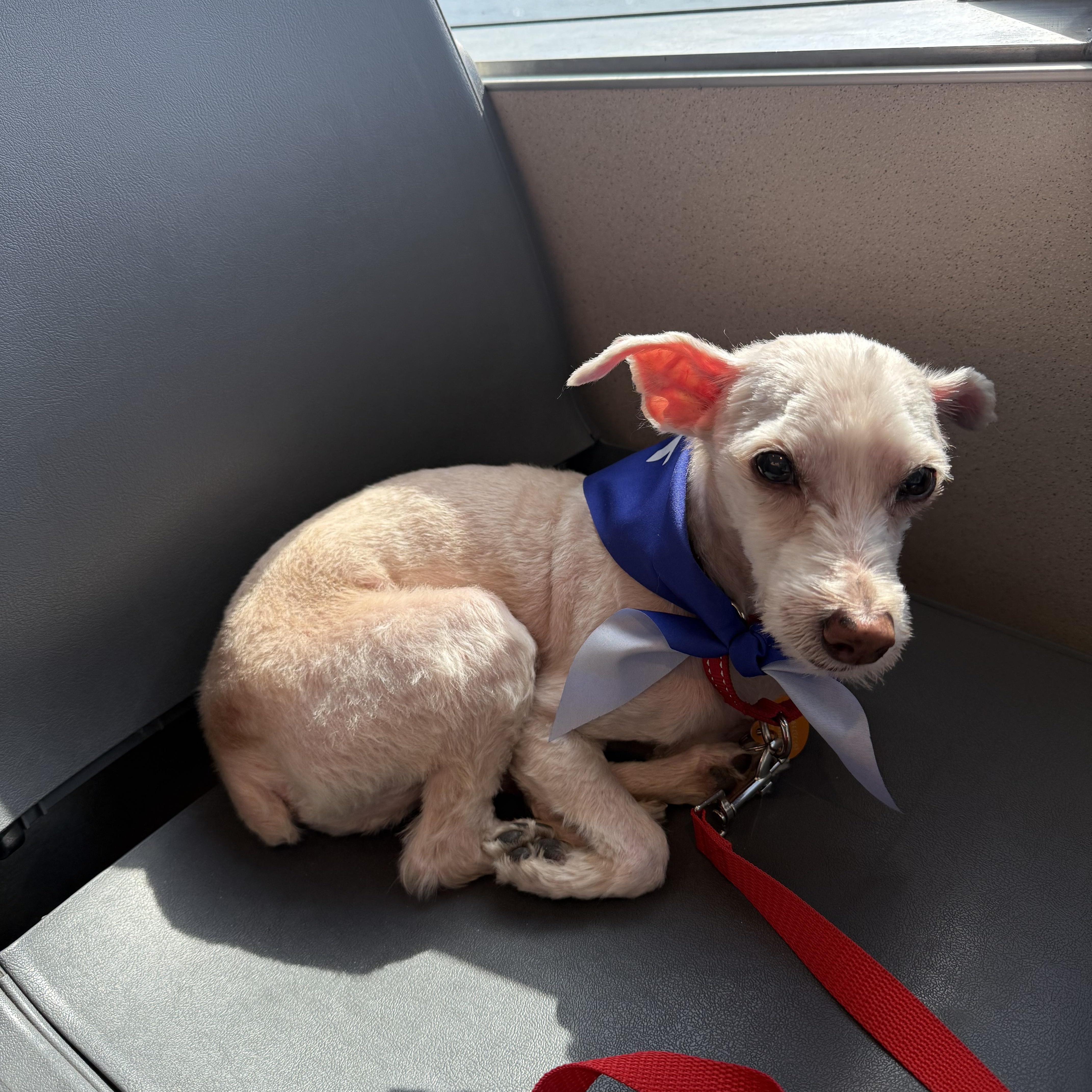 Buddy, a ADOPTABLE Maltipoo in Brooklyn, NY image 2/6