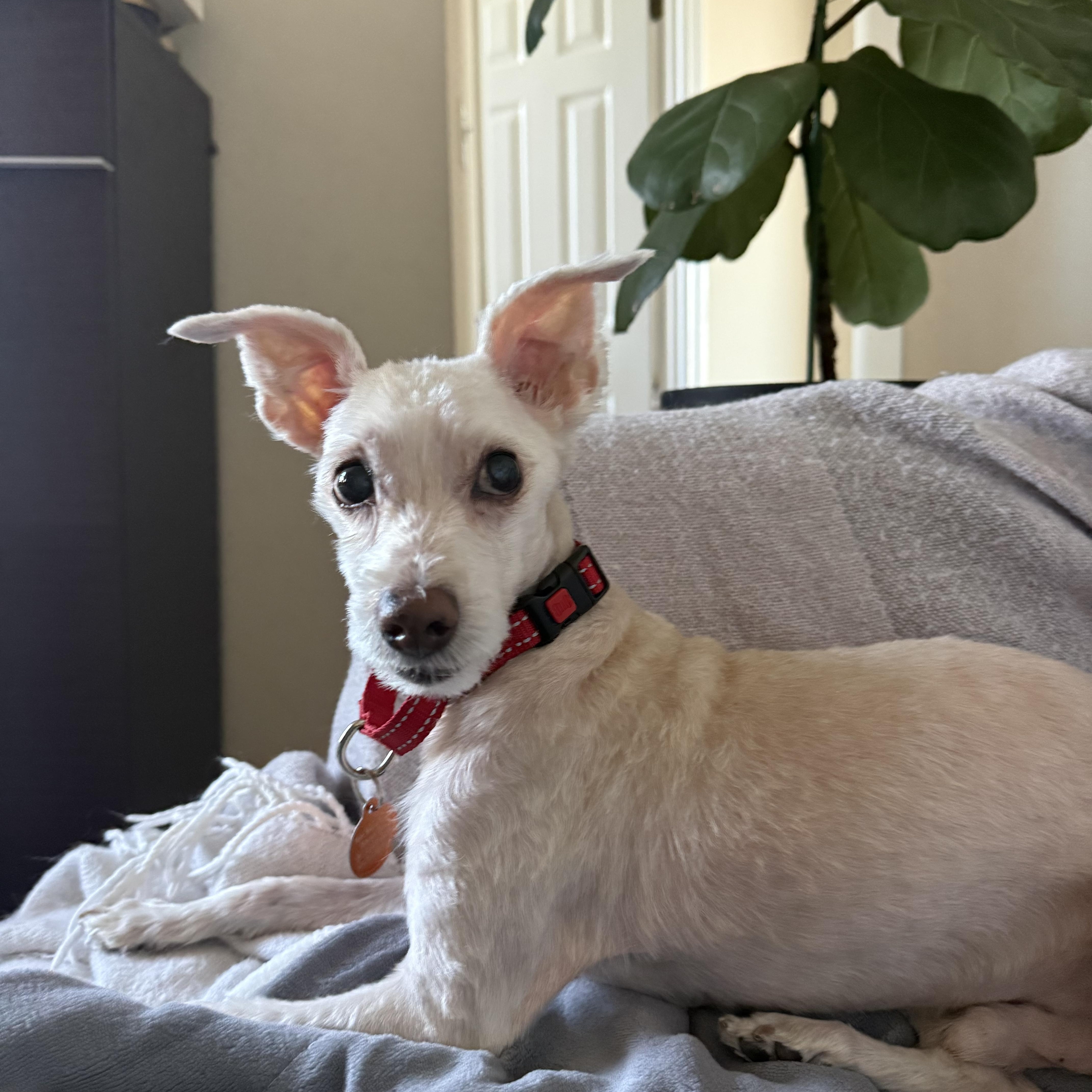 Buddy, ADOPTABLE, Senior Male Maltipoo.