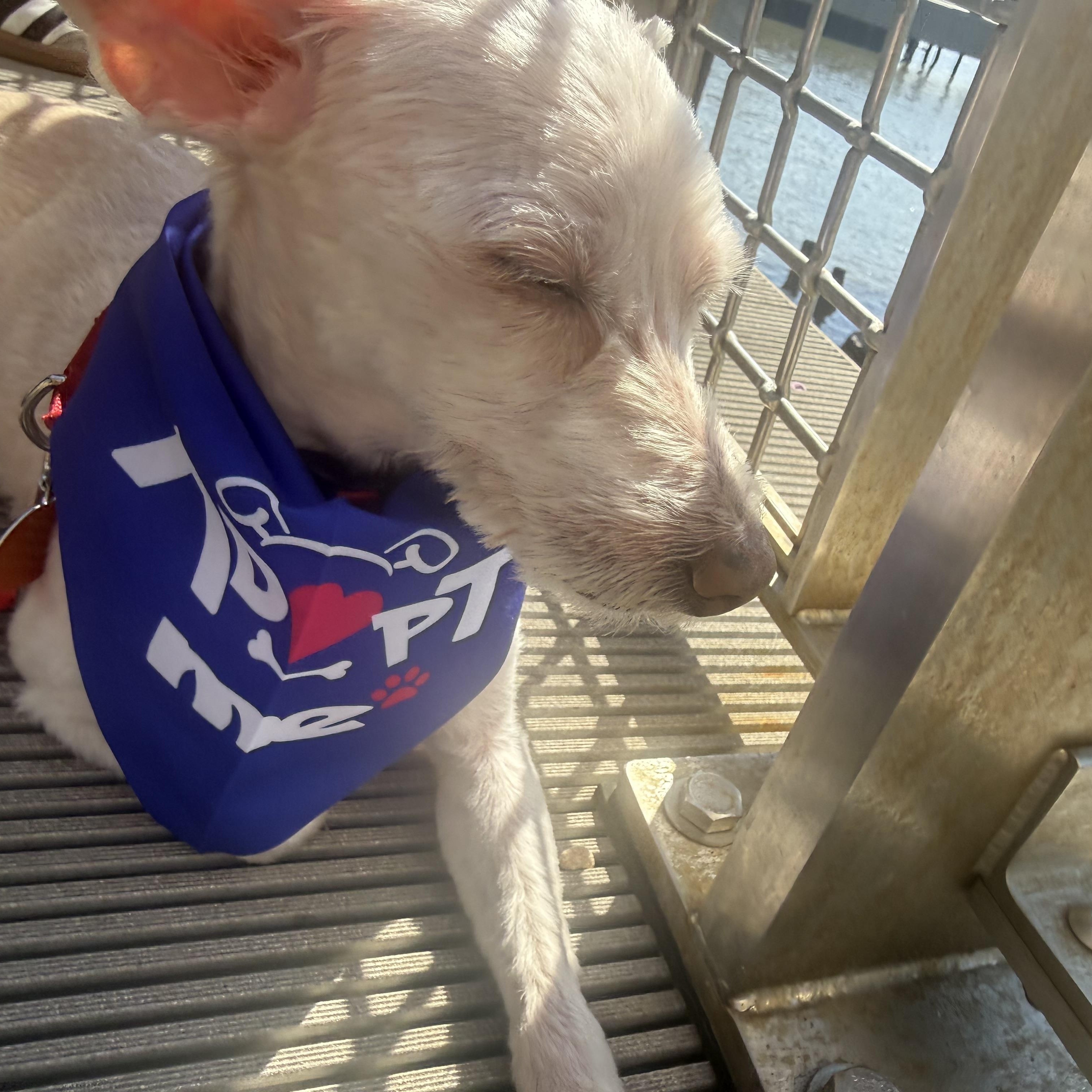 Buddy, a ADOPTABLE Maltipoo in Brooklyn, NY image 5/6