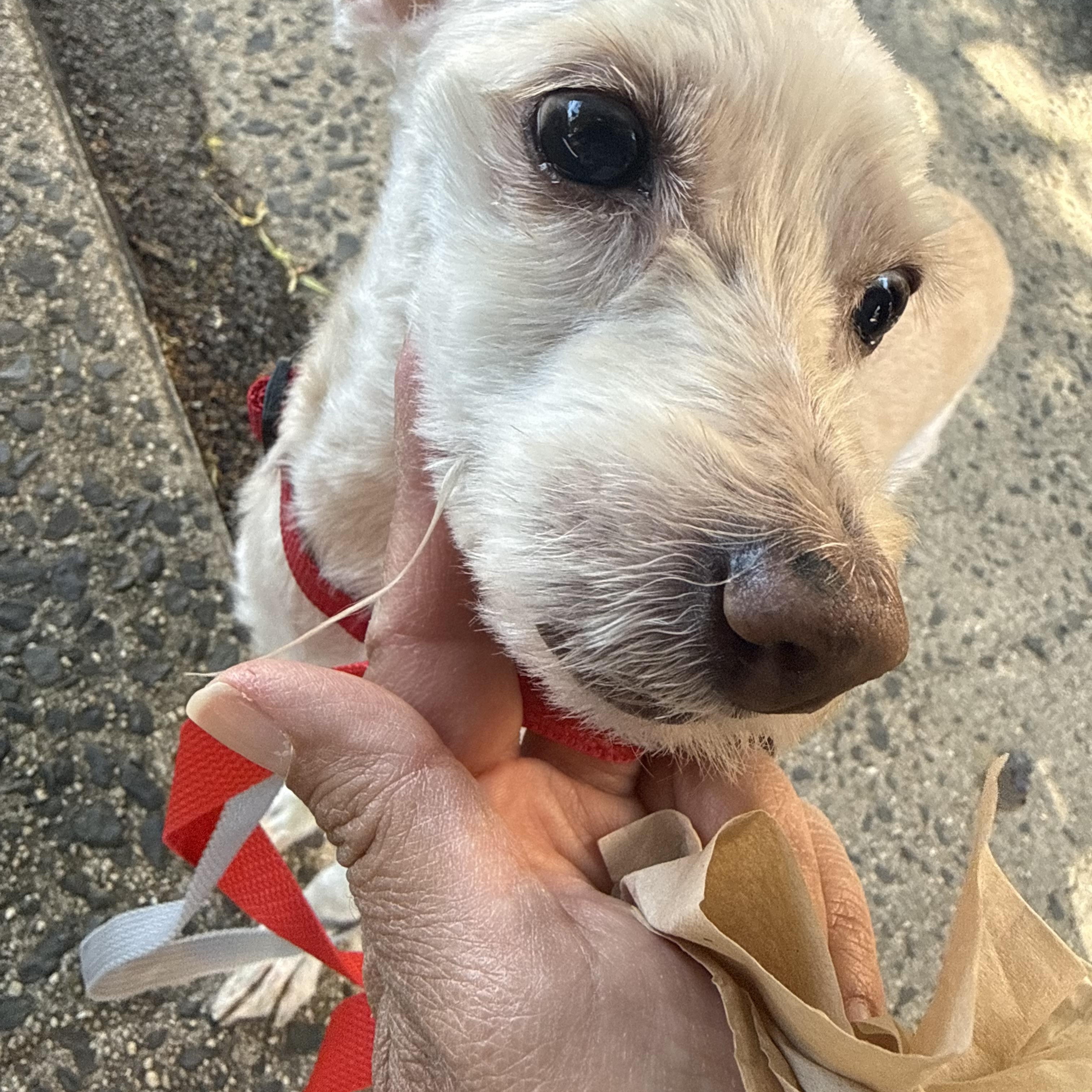 Buddy, a ADOPTABLE Maltipoo in Brooklyn, NY image 4/6