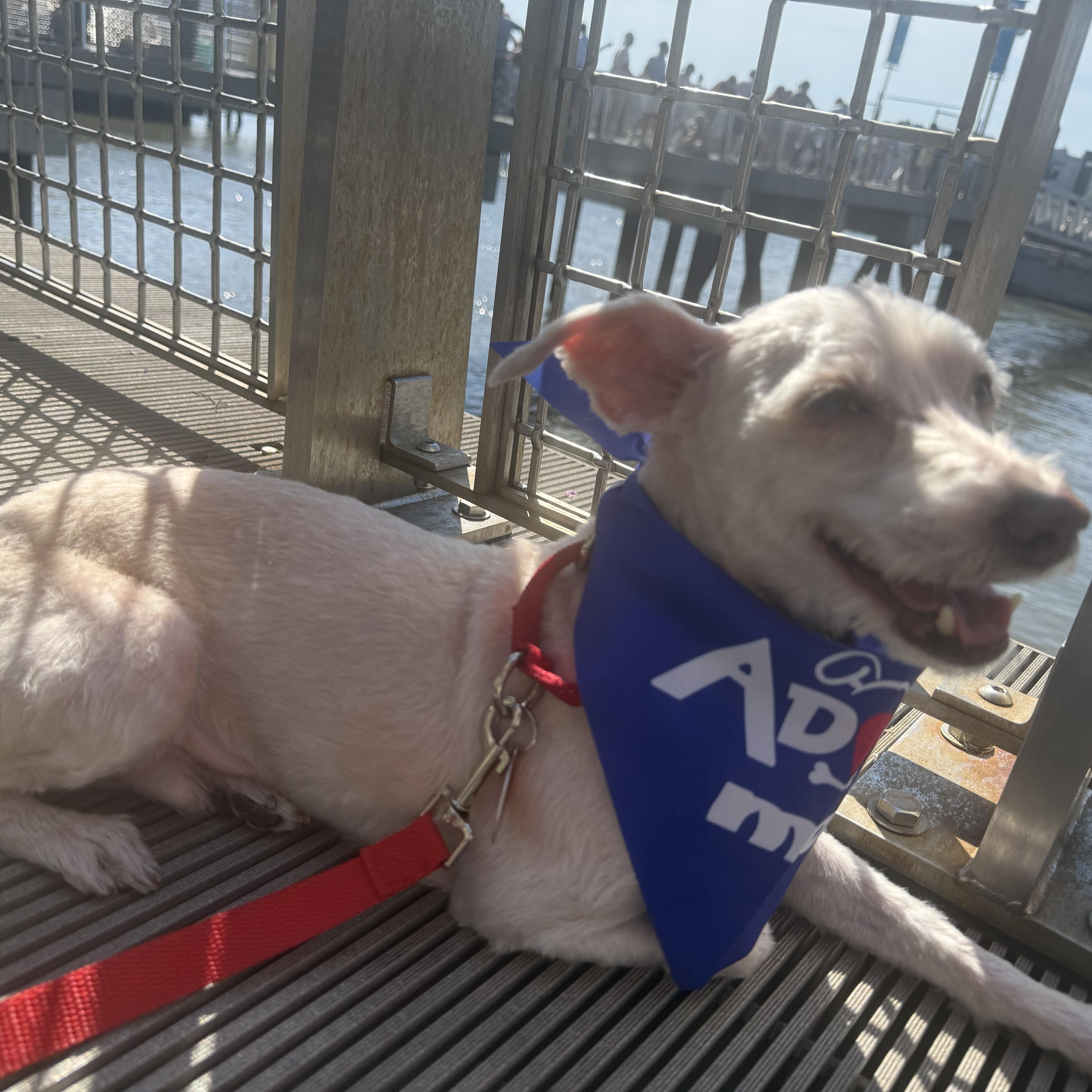 Buddy, a ADOPTABLE Maltipoo in Brooklyn, NY image 3/6