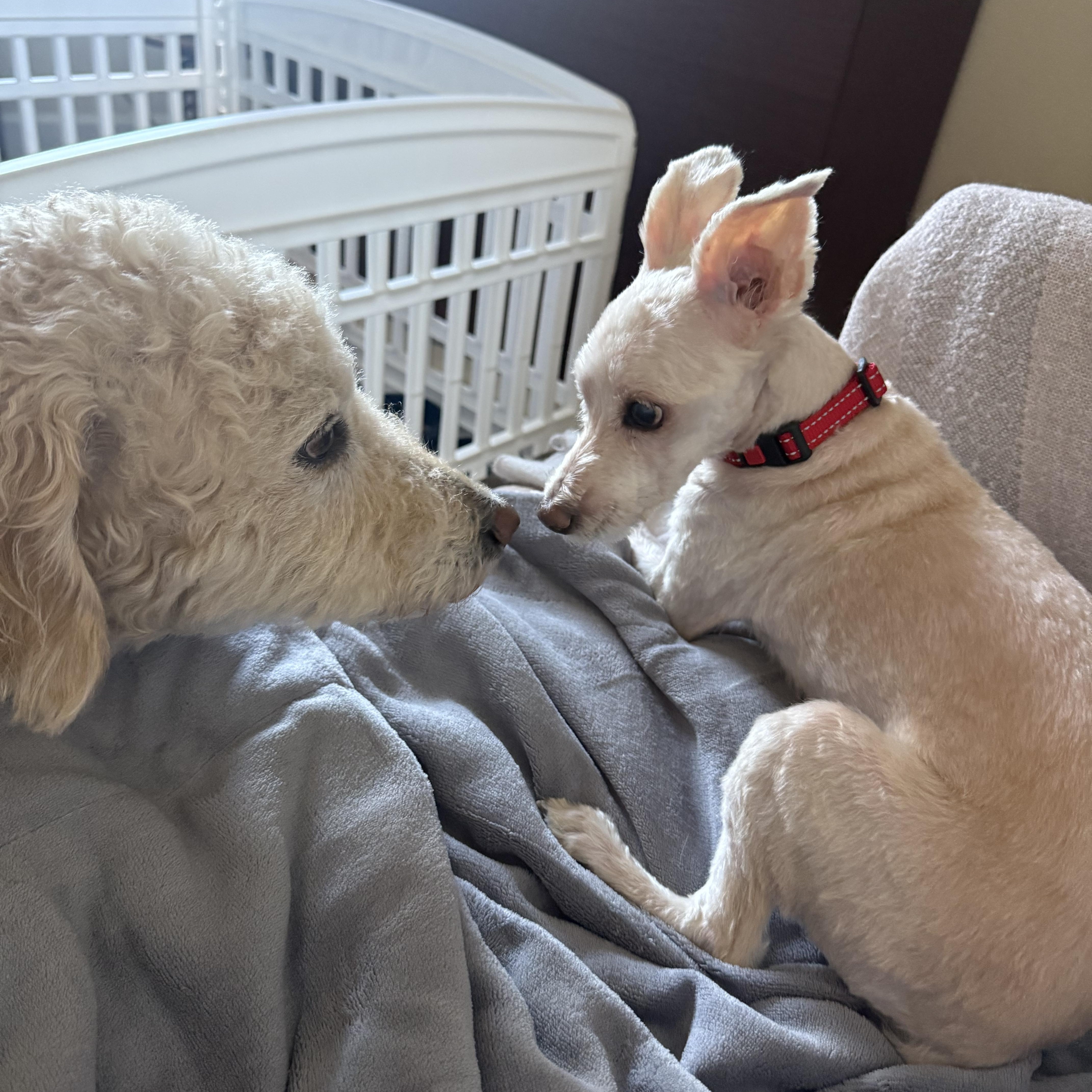 Buddy, a ADOPTABLE Maltipoo in Brooklyn, NY image 6/6