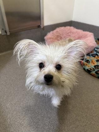 Enlarge Nina, a Adoptable mixed breed in Everett, WA image 1/1