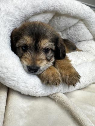 Mileena, Adoptable, Puppy Female Mixed Breed & Mixed Breed.