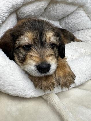 Enlarge Mileena, a Adoptable mixed breed in Lawrenceville, GA image 2/3