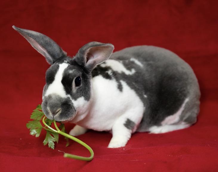 Hot Plate, ADOPTABLE, Young Male Mini Rex.