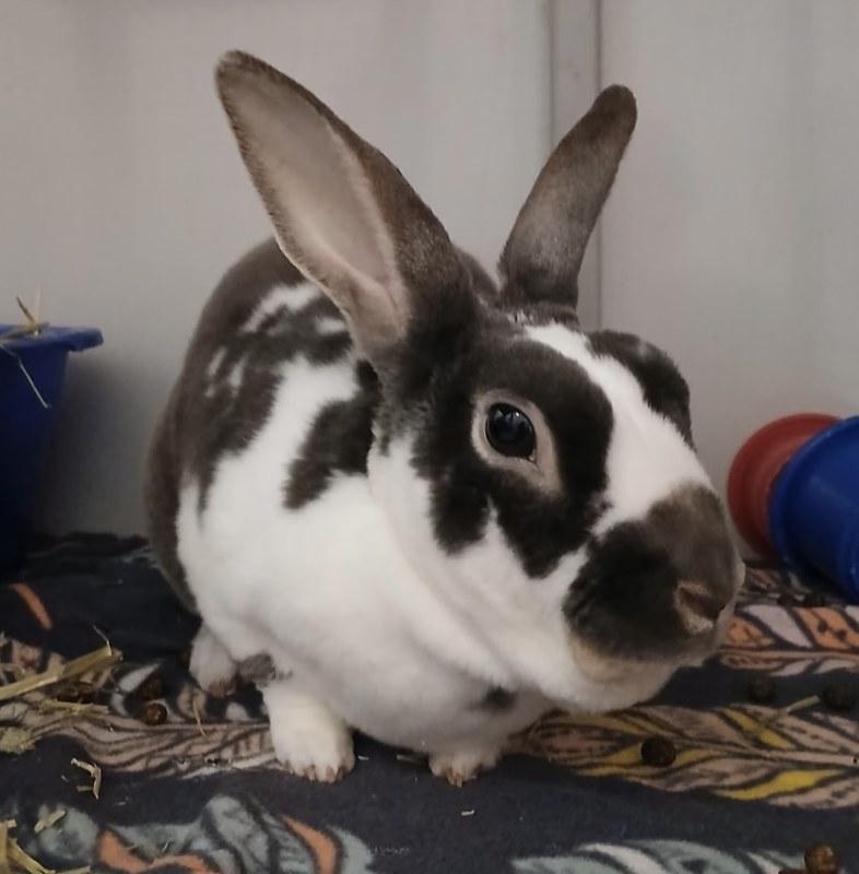 Hot Plate, ADOPTABLE, Young Male Mini Rex.
