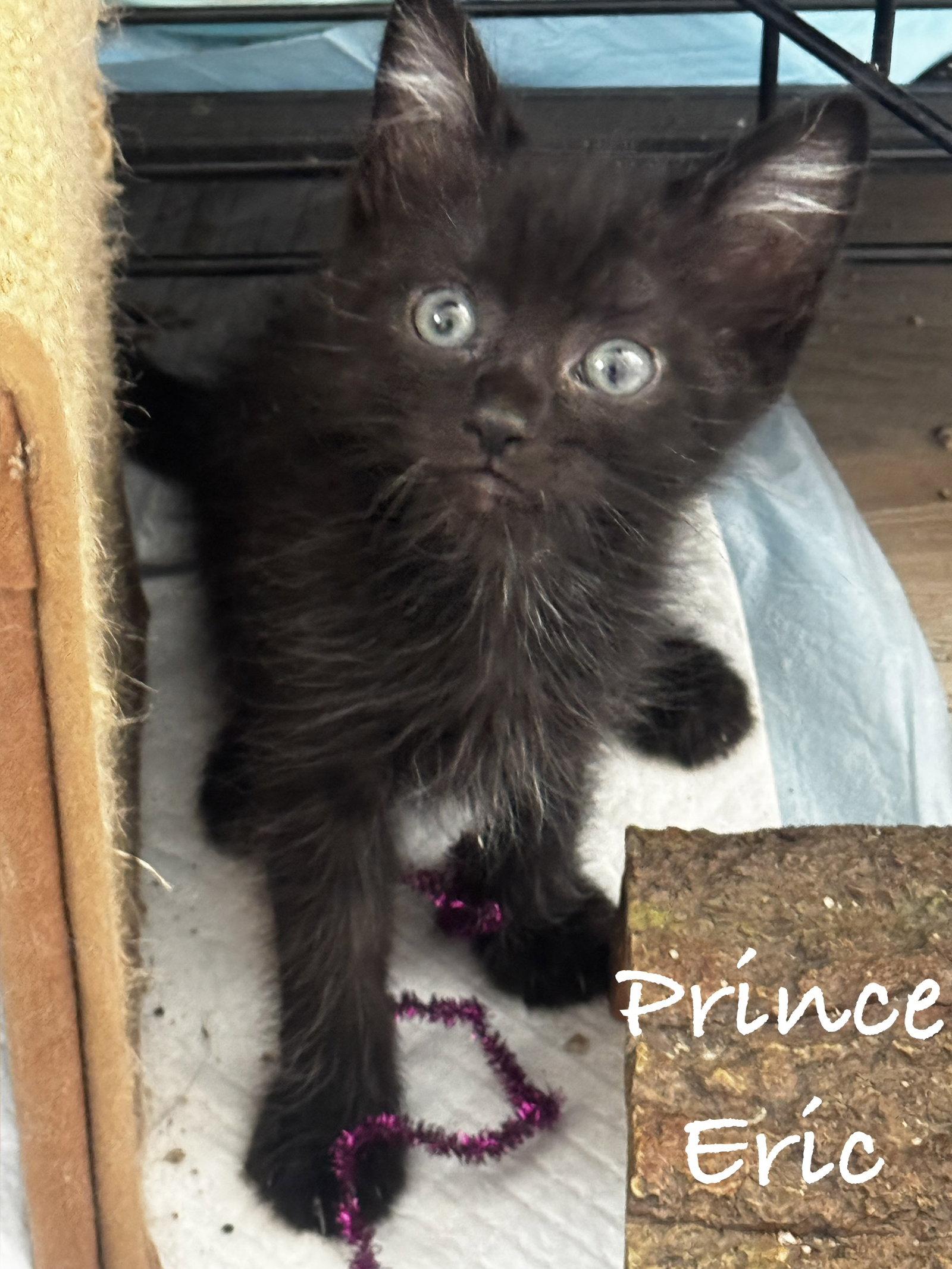 Prince Eric, Adoptable, Young Male Domestic Short Hair.