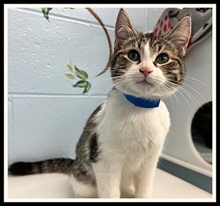 ANGEL, Adoptable, Young Male Domestic Short Hair.