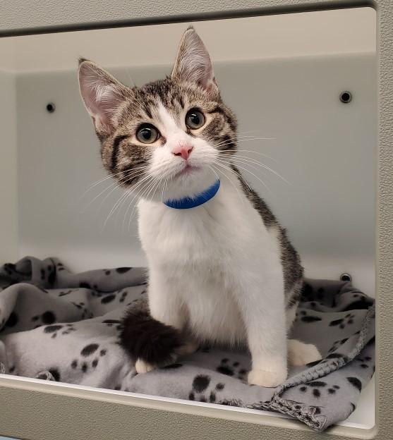 Enlarge ANGEL, a Adoptable Domestic Short Hair in Peoria, IL image 1/1