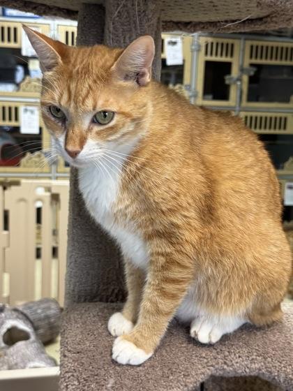 Enlarge Austin  (Adoption fee sponsored), a Adoptable mixed breed in Seneca, SC image 1/3