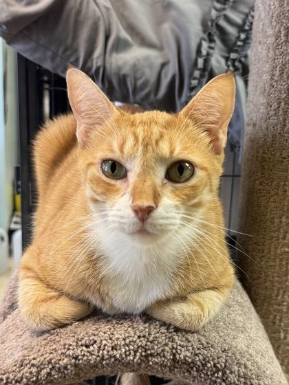 Enlarge Austin  (Adoption fee sponsored), a Adoptable mixed breed in Seneca, SC image 2/3