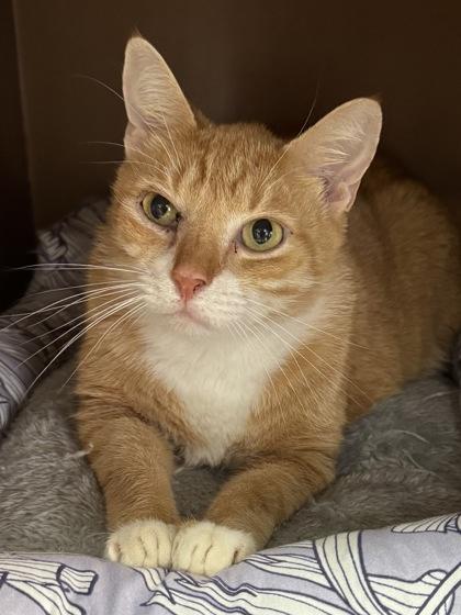 Enlarge Austin  (Adoption fee sponsored), a Adoptable mixed breed in Seneca, SC image 3/3