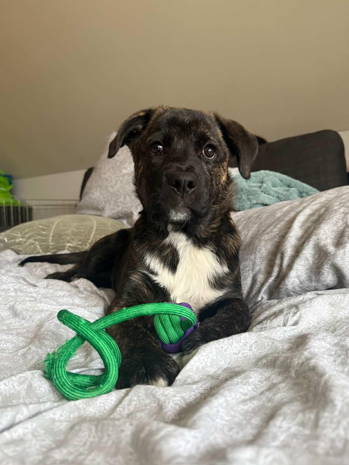 Enlarge Elton, a Adoptable Mixed Breed in Mississauga, ON image 3/5