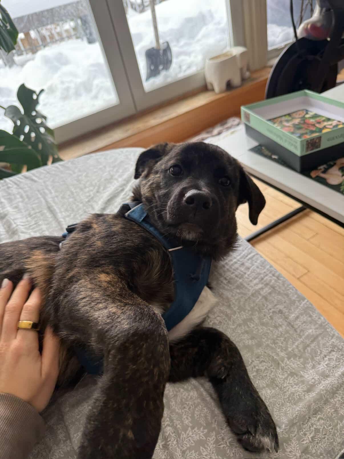 Enlarge Elton, a Adoptable Mixed Breed in Mississauga, ON image 1/5