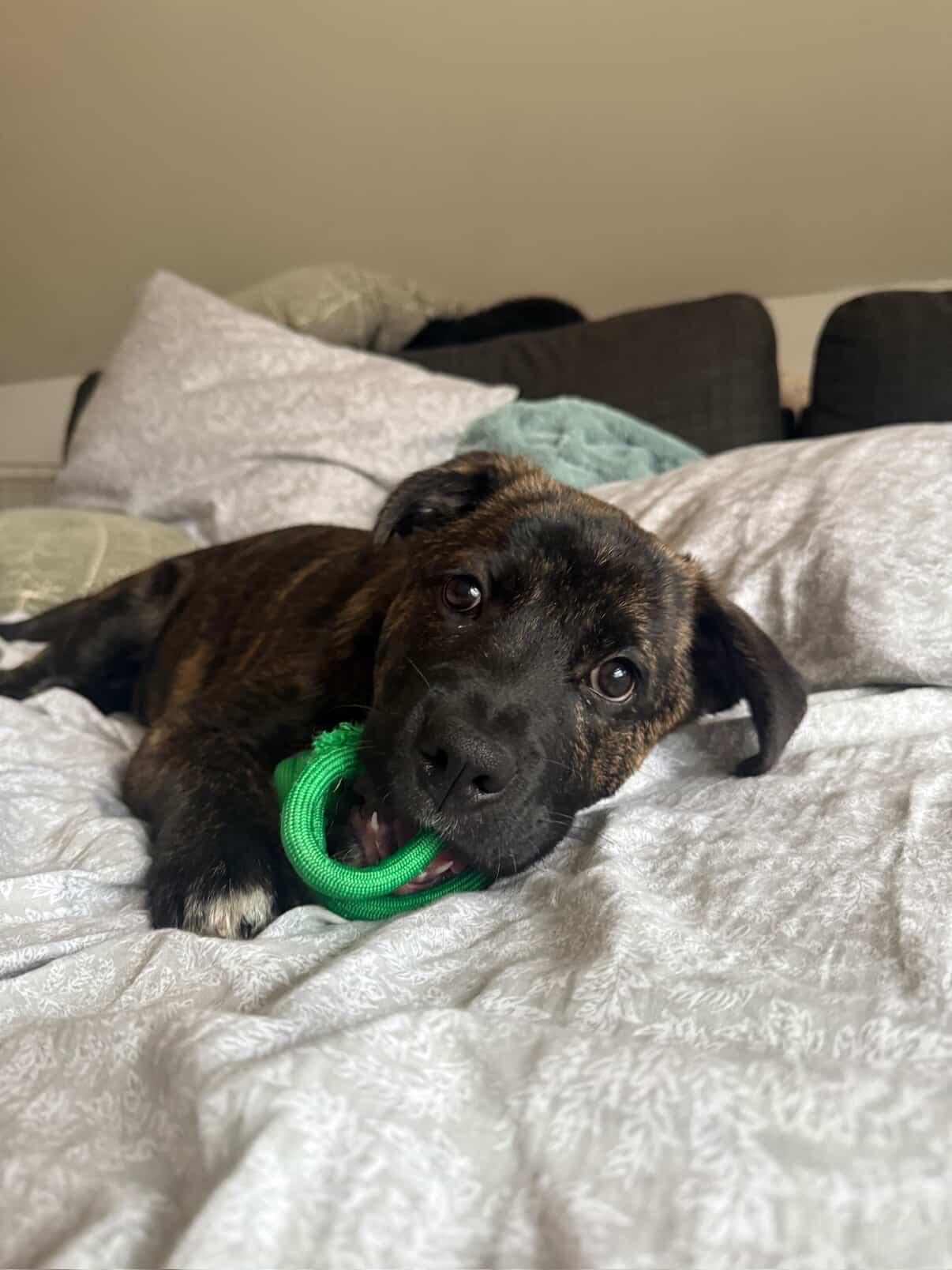 Enlarge Elton, a Adoptable Mixed Breed in Mississauga, ON image 2/5