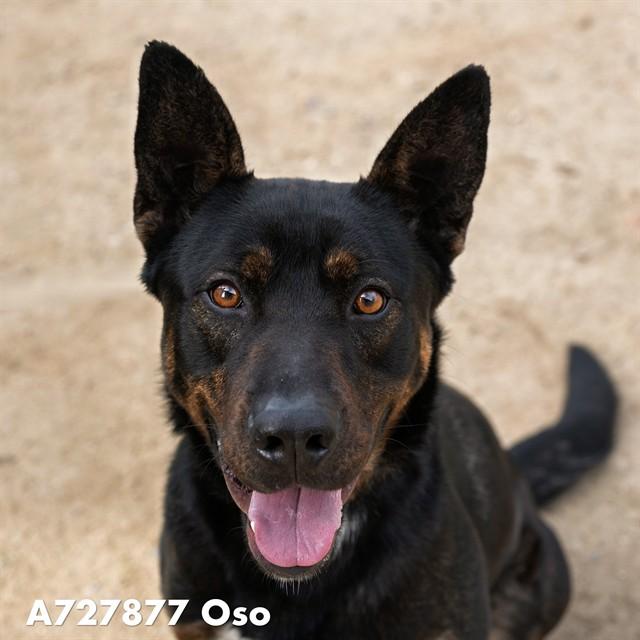 Enlarge OSO, a Adoptable German Shepherd Dog in Sacramento, CA image 1/1