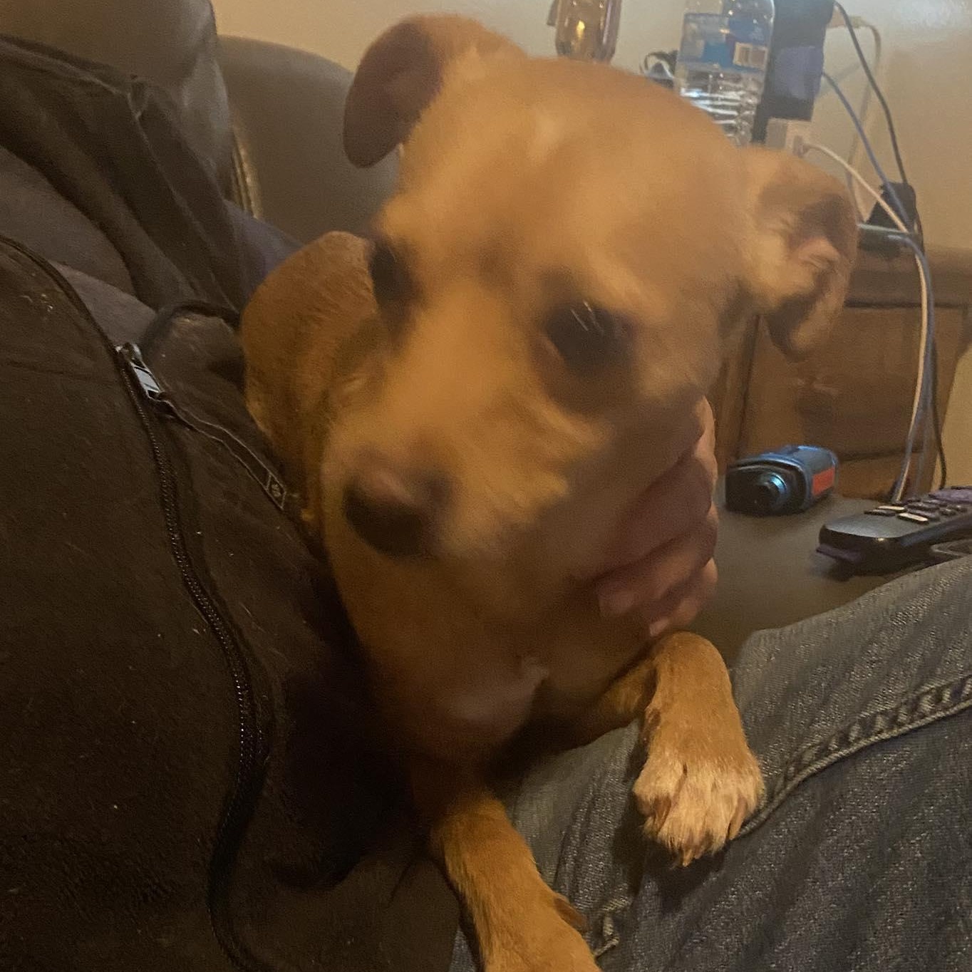 Enlarge Willy, an adopted Chihuahua in Rochester, NY image 4/6